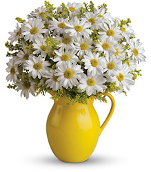 Sunny Day Pitcher of Daisies from Mona's Floral Creations, local florist in Tampa, FL